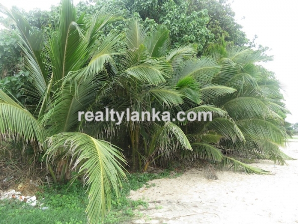 Beachfront Property Near To Dikwella Town