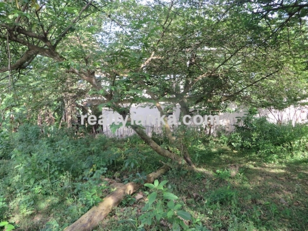 90P Perches in Midigama