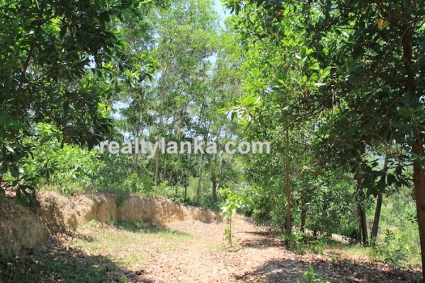 Bareland In Ginthota