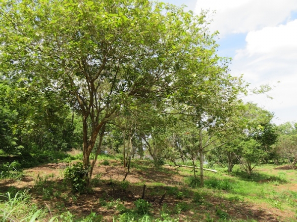 Beachfront property with panoromic view