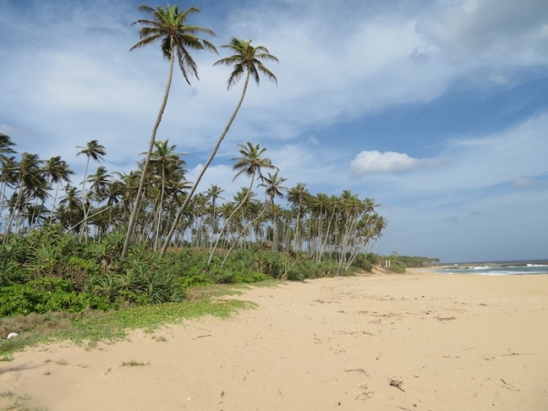 7.5 Acres Beach Property In Rekawa