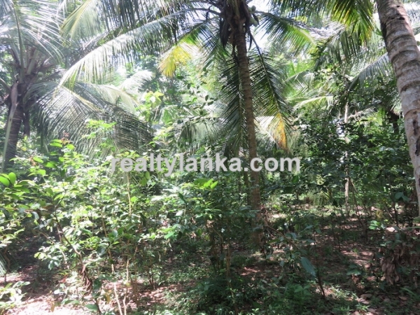 170 Perches Land In Midigama