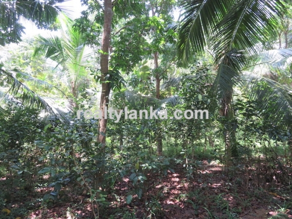 170 Perches Land In Midigama