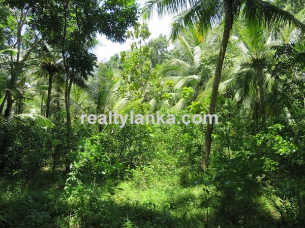 170 Perches Land In Midigama