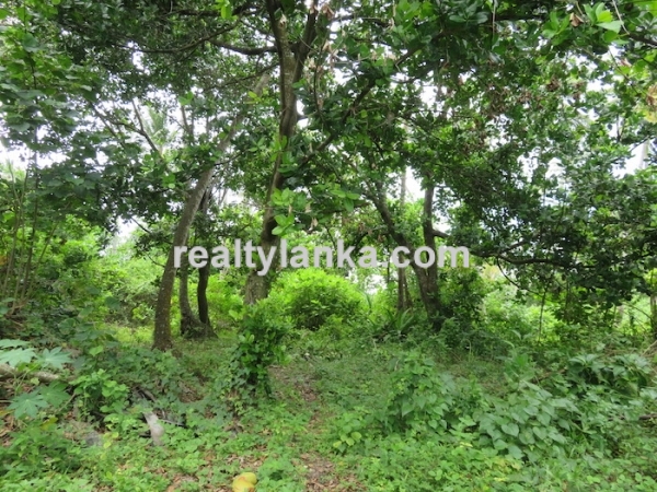 38M Beachfront Property In Balapitiya