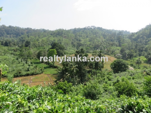 Tea Estate In Iduruwa