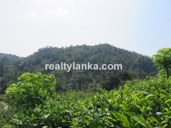 Tea Estate In Iduruwa