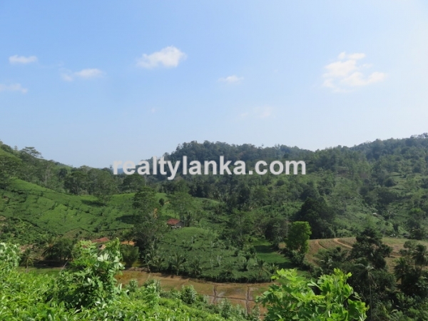Tea Estate In Iduruwa