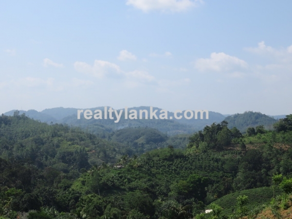 Tea Estate In Iduruwa