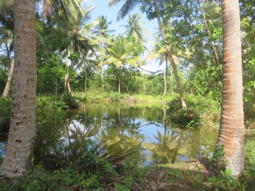 Lush Bareland In  Galduwa