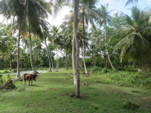 Lush Bareland In  Galduwa