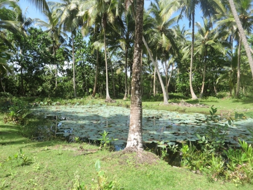 Lush Bareland In  Galduwa