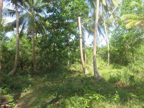 Lush Bareland In  Galduwa