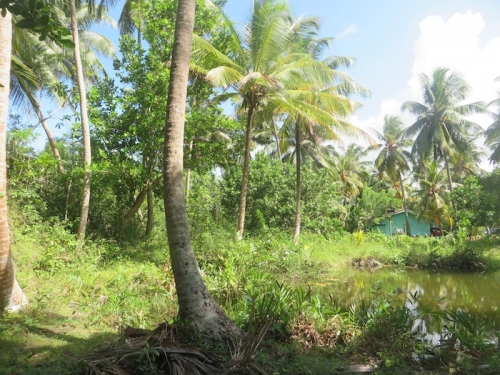 Lush Bareland In  Galduwa